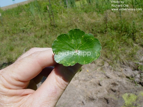 pennywort, floating